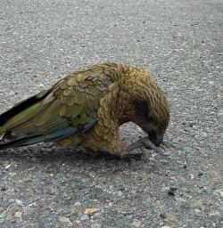 Kea bird