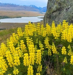 Mount John Walking Tour 