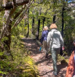 Nelson Lakes National Park Coastal Walkway to Tauranga Bay Seal Colony 11 November 2024 2