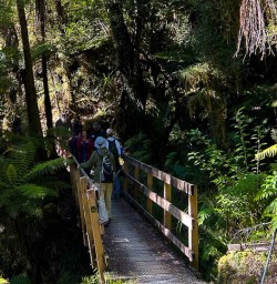 8 Paparoa National Park hiking tours 