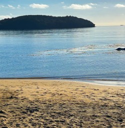 Seal in Stewart Island