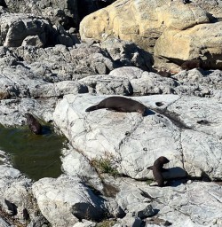  Seals on West Coast