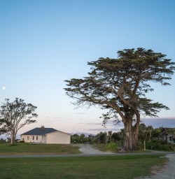 8 Tree views and pastel tones2