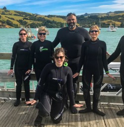 Akaroa dolphin swim