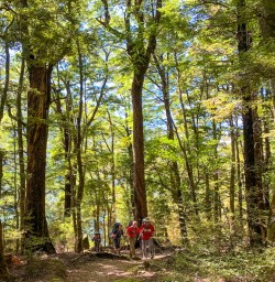 Beech forest Lake Rotoiti