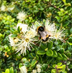 Bumble Bee New Zealand