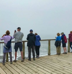 Cape Foulwind walkway