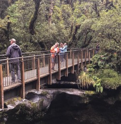 The Chasm Viewing bridge, Cleddau river, Fiordland New Zealand