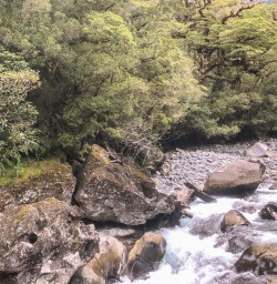 The Chasm Viewing bridge, Cleddau river, Fiordland New Zealand
