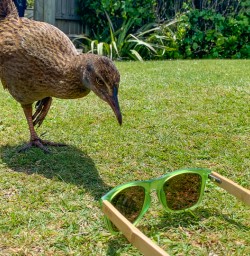 Cheeky weka Cape Foulwind