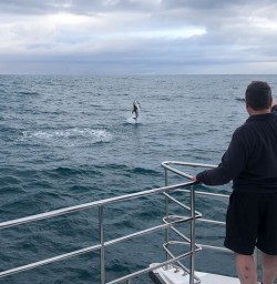 Dolphins jumping at Kaikoura, Canterbury New Zealand