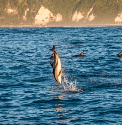 Dolphin jumping at Kaikoura, Canterbury New Zealand