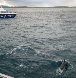 Dolphin at Kaikoura, Canterbury New Zealand