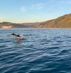 Dolphins jumping at Kaikoura, Canterbury New Zealand