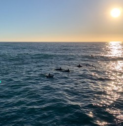 Dolphins at Kaikoura, Canterbury New Zealand