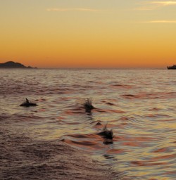 Dolphins at Kaikoura, Canterbury New Zealand