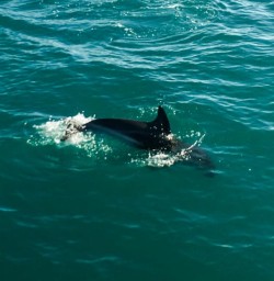 Dolphins at Kaikoura, Canterbury New Zealand