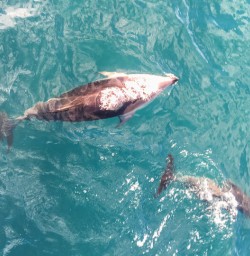Dolphins at Kaikoura, Canterbury New Zealand