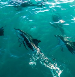 Dolphins at Kaikoura, Canterbury New Zealand