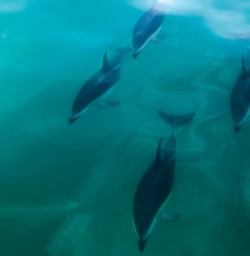 Dolphine at Kaikoura, New Zealand