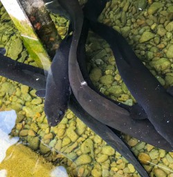 Eels Lake Rotoiti
