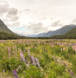 Eglinton Valley, Fiordland New Zealand