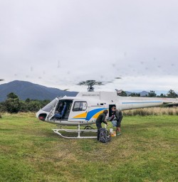 Helicopter Landing at Hollyford Valley, Fiordland National Park Southland New Zealand