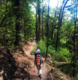 Hiking through native bush on the Angelus Circuit