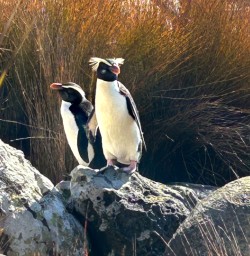 Hollyford Track Firordland crested penguin