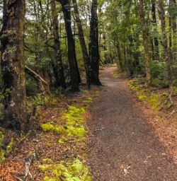 Lake and forest walk at Lake Rotoiti