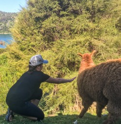 Llama at Lochmara Lodge, Marlborough Sounds New Zealand
