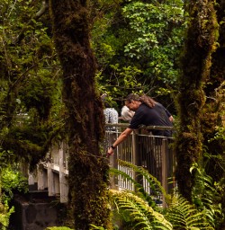 Looking down into The Chasm Fiordland National Park