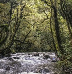 Milford Track Rainforest, Fiordland National Park Southland New Zealand