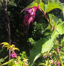 Pink flower in New Zealand