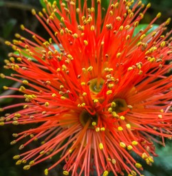 Pohutukawa Flowers at Fiordland National Park Southland New Zealand