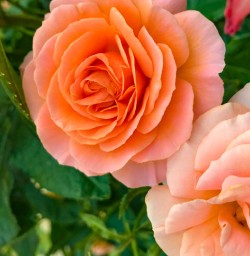 Queenstown rose garden
