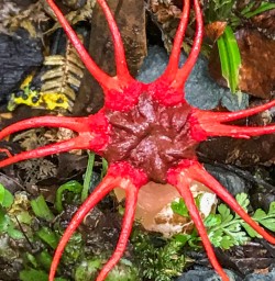 Red Mushroom at Milford Track, Fiordland National Park Southland New Zealand