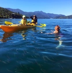 Swimming with the fish in Queen Charlotte Sound