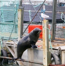 8 seal marlborough sounds new zealand