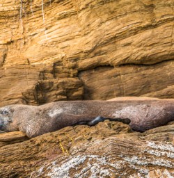 Seal at Queen Charlotte Sounds, Marlborough New Zealand