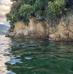 Seal at Queen Charlotte Sounds, Marlborough New Zealand