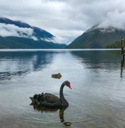 Swan Lake Rotoiti