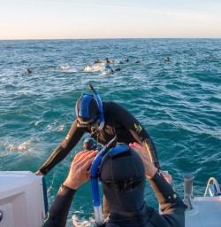 Swimming with Dolphins at Kaikoura, Canterbury New Zealand