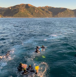 Swimming with dolphins at Kaikoura, Canterbury New Zealand