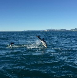 Swimming with Dolphins at Kaikoura, Canterbury New Zealand