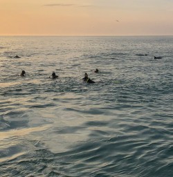 Swimming with dolphins at Kaikoura, New Zealand