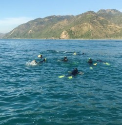 Swimming with Dolphins at Kaikoura, Canterbury New Zealand