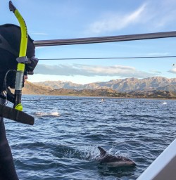 Swimming with Dolphins at Kaikoura, Canterbury New Zealand