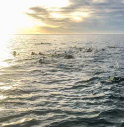 Swimming with Dolphins at Kaikoura, Canterbury New Zealand