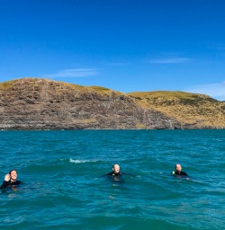 Swimming with dolphins Akaroa